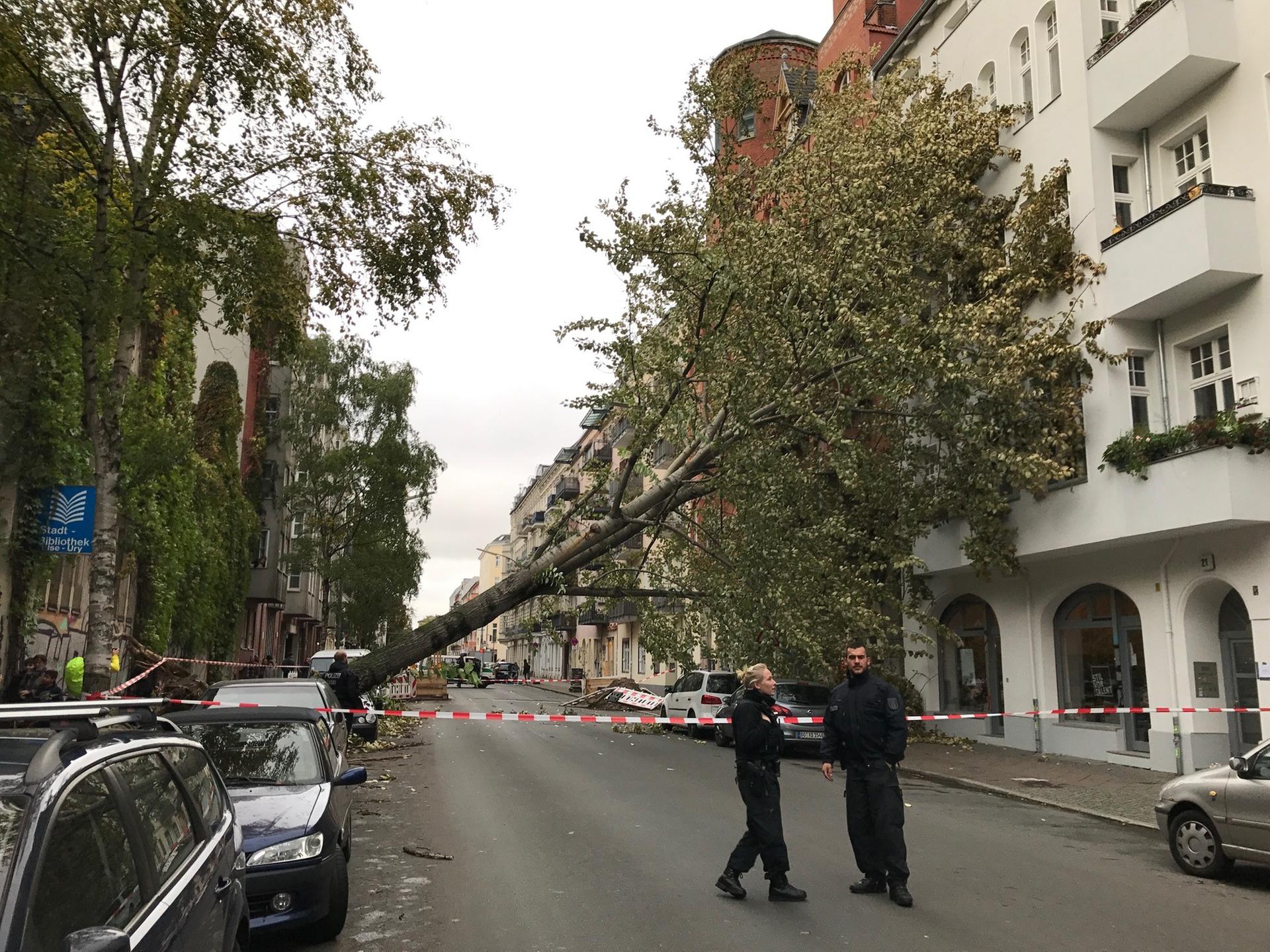 In der Glogauer Straße in Kreuzberg lehnt sich ein Baum an einer Hauswand an.