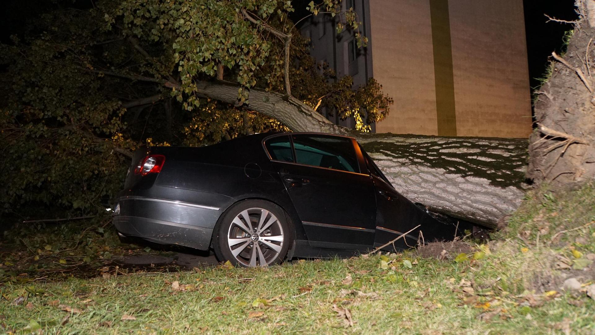 In der Springbornstraße in Johannisthal kippte gegen 23.30 Uhr ein mächtiger Baum auf gleich drei geparkte Fahrzeuge. Dieser hier ist vollkommen zerstört.