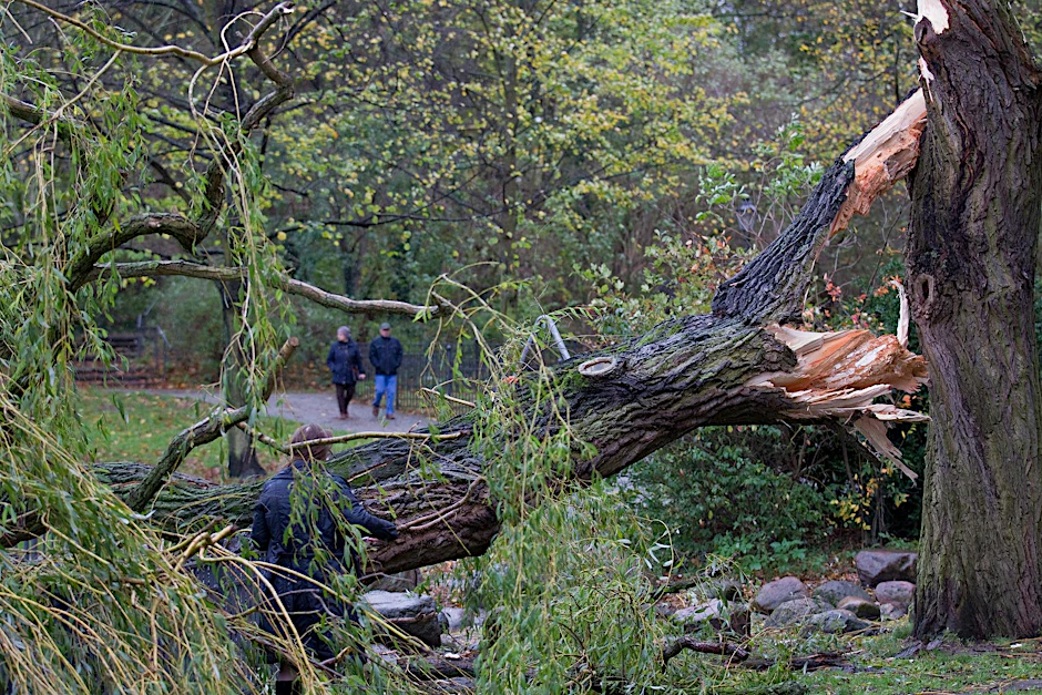 Im Volkspark Friedrichshain knickte der Sturm am Sonntagmorgen eine alte Weide um.