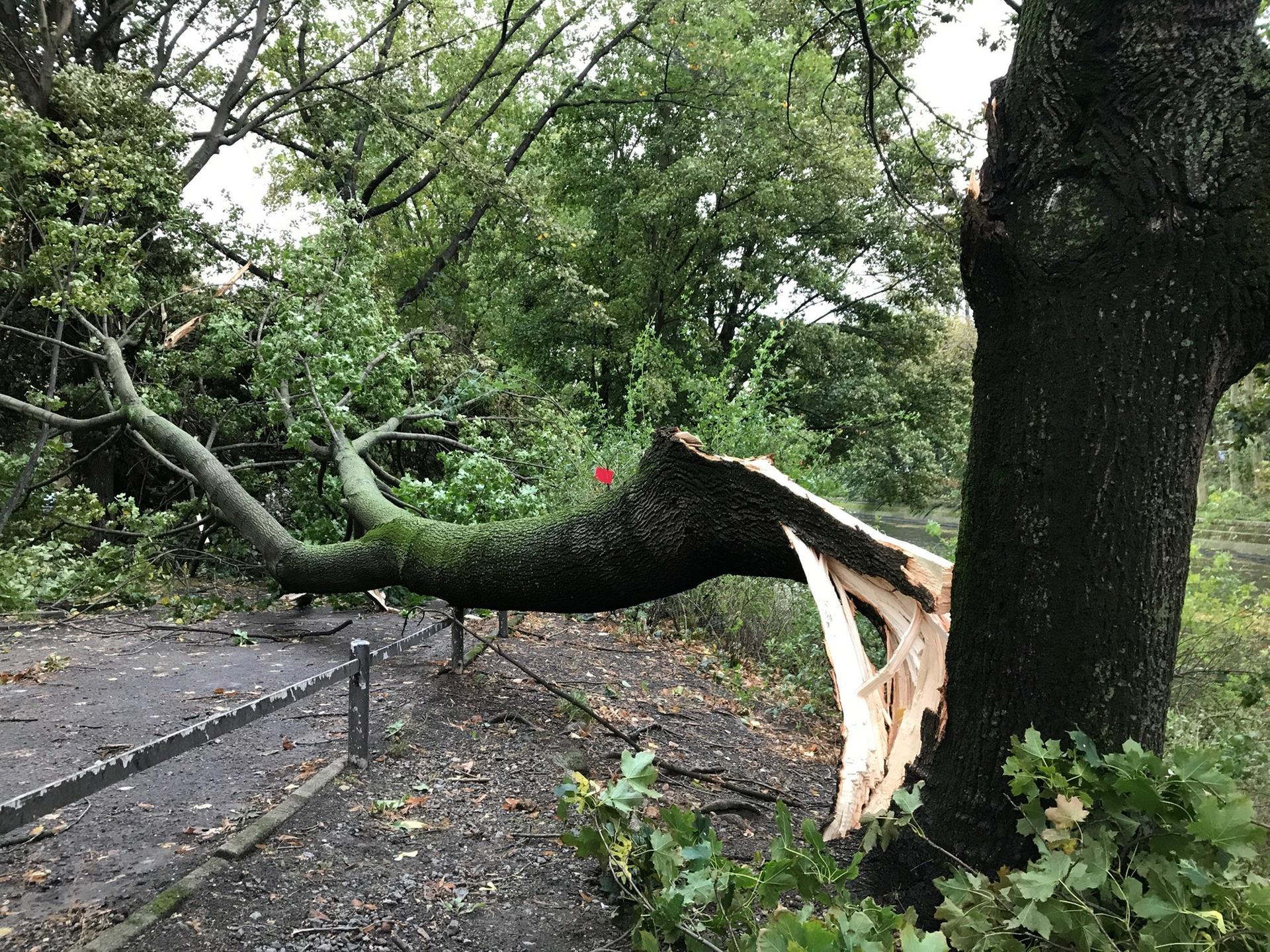 Am Landwehrkanal ist ein Baum umgeknickt.