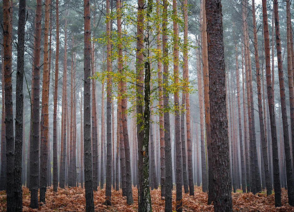 Ein Wald in Brandenburg (Symbolbild)