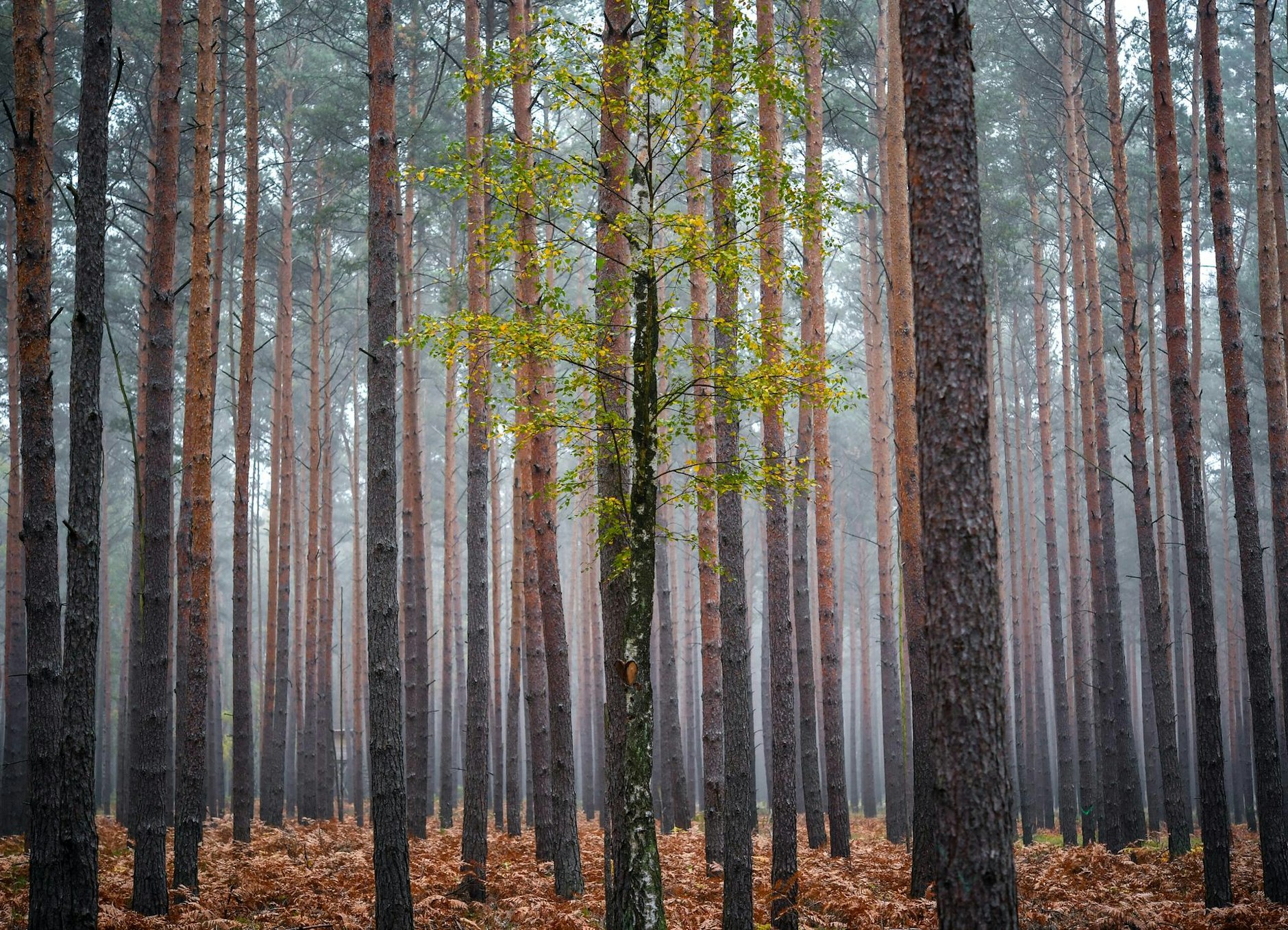 Prozess in Brandenburg: Frau setzte Ex-Mann nackt im Wald aus - Geständnis