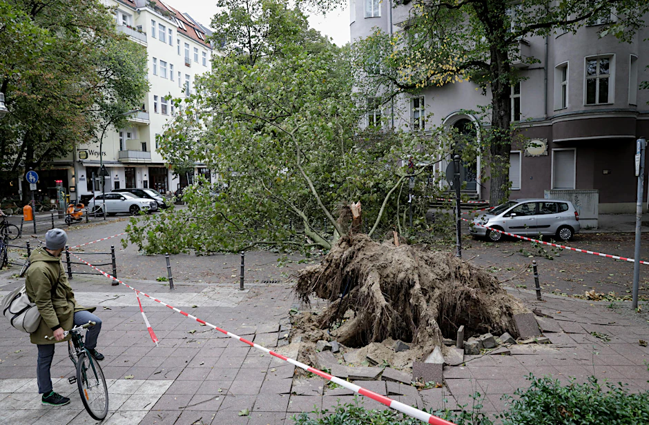Vom Sturm entwurzelt: Ein Radfahrer betrachtet am Ludwigkirchplatz in Wilmersdorf einen Baum, der trotz seines starken Wurzelwerks umstürzte.