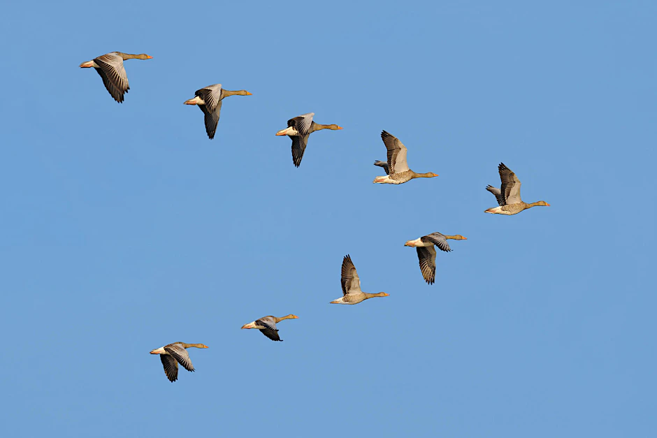 Klare V-Formation vor blauem Himmel: Graugänse auf dem Weg gen Norden.