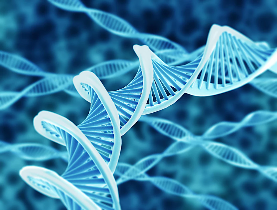 Der Träger der Erbinformation, die DNA, ist in Form einer Doppelhelix aufgebaut. 