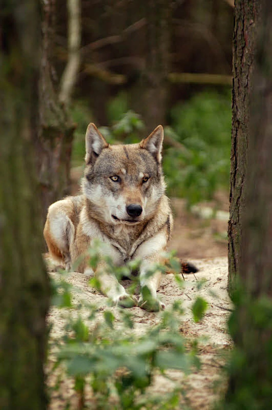 Ein Wolf im Wildpark Schorfeide: Grundsätzlich sind diese Raubtiere scheu.