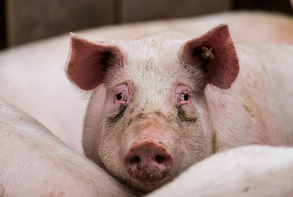 Ein Mastschwein in Bodenheim (Rheinland-Pfalz) in seinem Stall. 