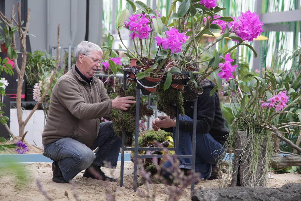 Bis zuletzt baute ein Mitarbeiter-Team an der bunten Orchideen-Ausstellung.