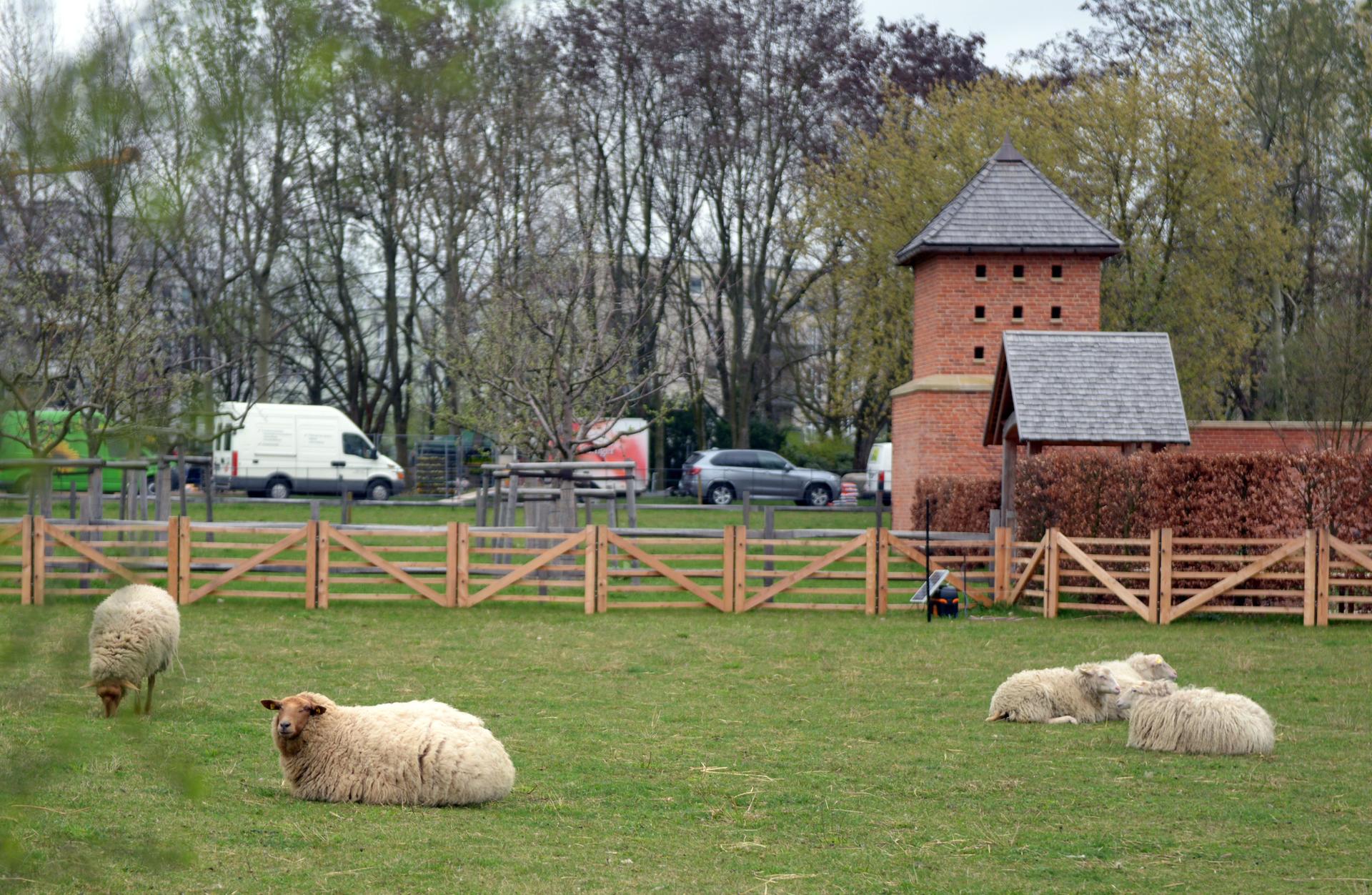 Im Archepark  leben vom Aussterben bedrohte heimische Haustierrassen wie Skudden-Schafe, Dülmener Pferde und Rotes Höhenvieh (Rinder)  in Herden ganzjährig im Freien, im Winter im Unterstand. Nach der IGA werden die Tiere weiter gezüchtet. 
