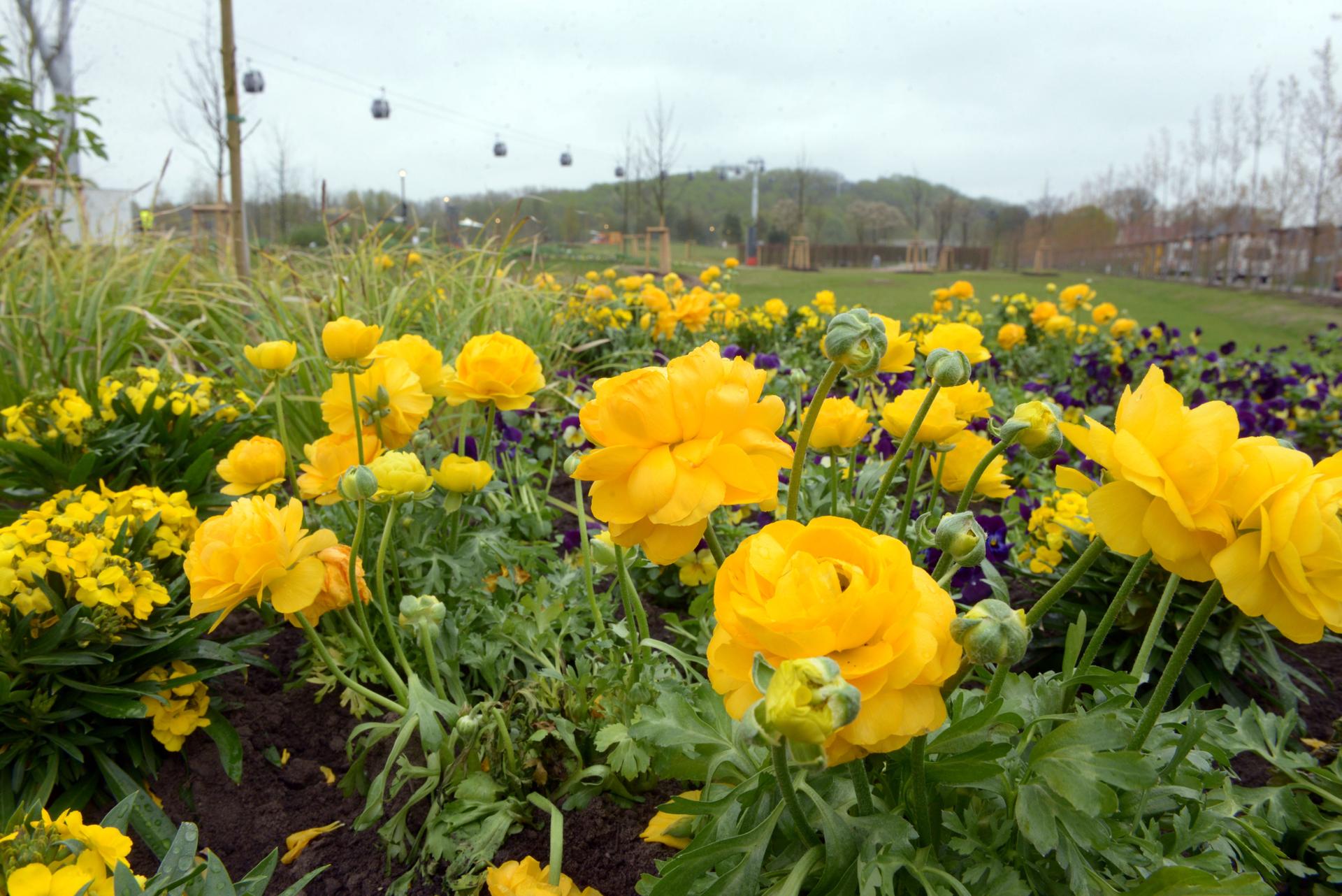 Blühende Landschaften  können Besucher im Karl-Foerster-Garten erleben. Der Potsdamer Staudenexperte (1874–1970) hat die deutsche und internationale Gartenkultur nachhaltig beeinflusst,  von ihm stammt der Spruch „Es wird durchgeblüht!“