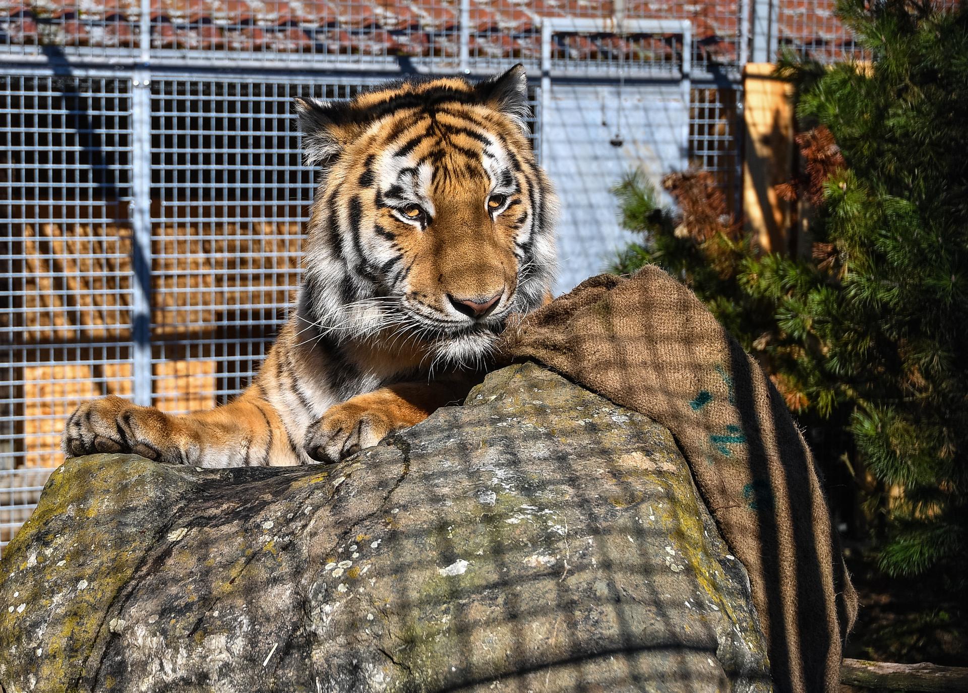 Findeltiger Diego Aus Dem Wildkatzenzentrum Felidae Braucht Dringend ...