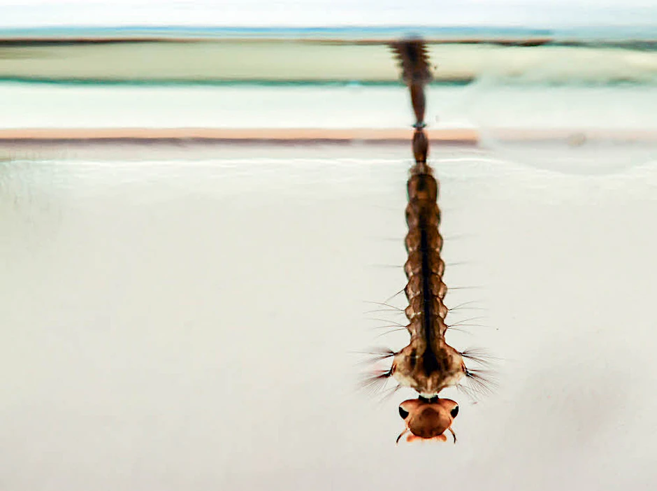 Eigentlich ein faszinierender Anblick: Eine Mückenlarve in einem Wasserglas.