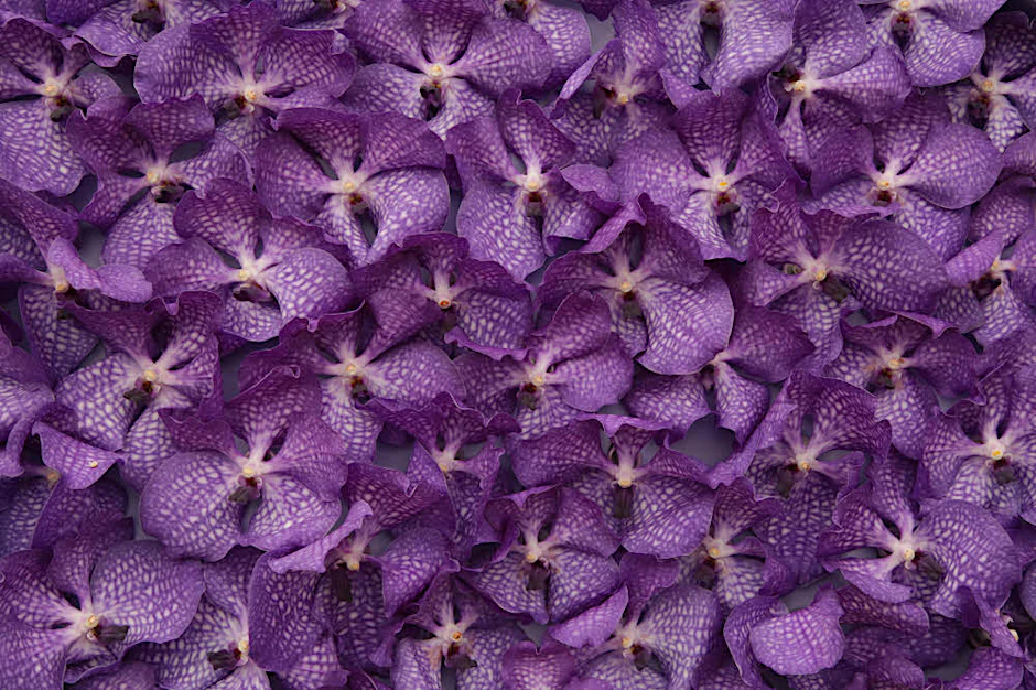 Star der Orchideen-Schau ist die Sorte Vanda – etwa 15.000 Blüten sind zu sehen.