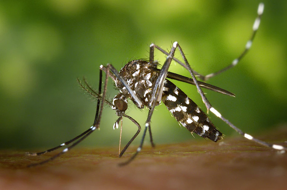 Die Asiatische Tigermücke ist ein Überträger von Zika-Virus, Chikungunya-Virus oder Dengue-Virus.