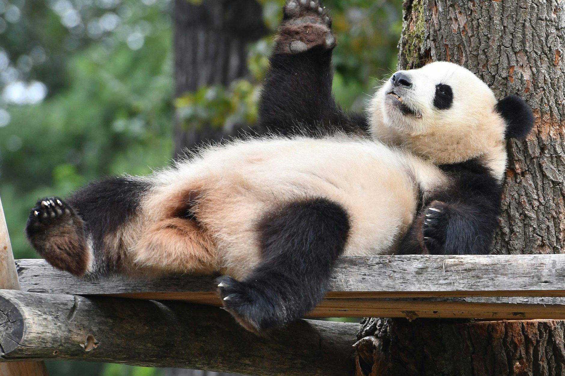 Meng Meng entspannt in Berlin in ihrem Gehege im Zoo. Das Panda-Weibchen ist wieder trächtig.