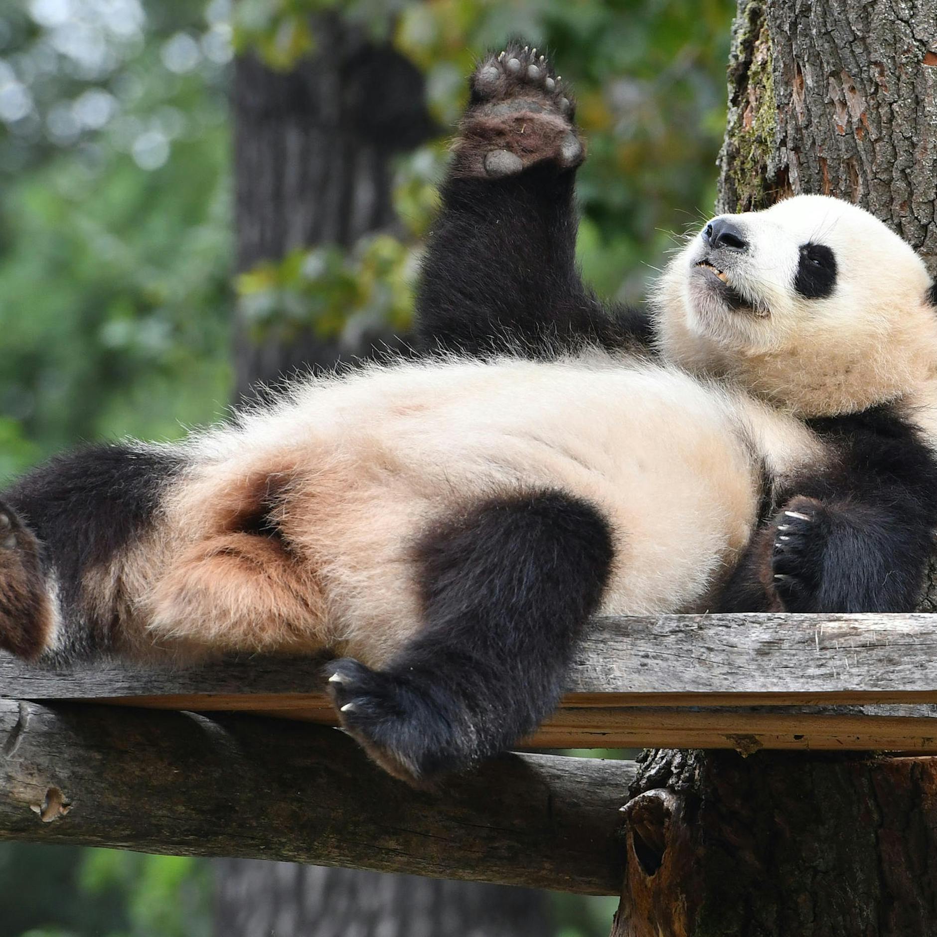 Image - Zoo Berlin: Panda Meng Meng ist wieder trächtig
