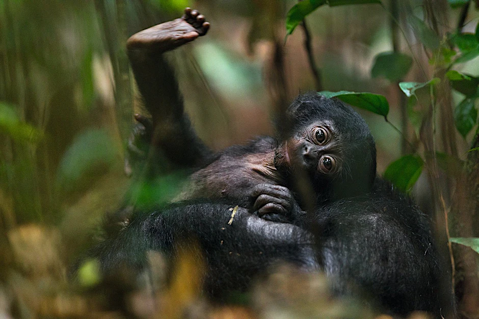 Seltener Blickkontakt: Ein junger Bonobo, der es sich auf dem Bauch seiner Mutter bequem gemacht hat, blickt ohne Angst in die Kamera. 