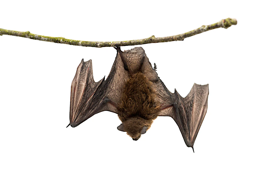 Einfach mal abhängen – eine Langflügelfledermaus.