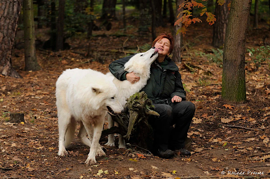 Eine tierische Liebe: Die Biologin Monika Ebel schmust mit den Tundrawölfen Alya und Scott im Wildpark Alte Fasanerie.
