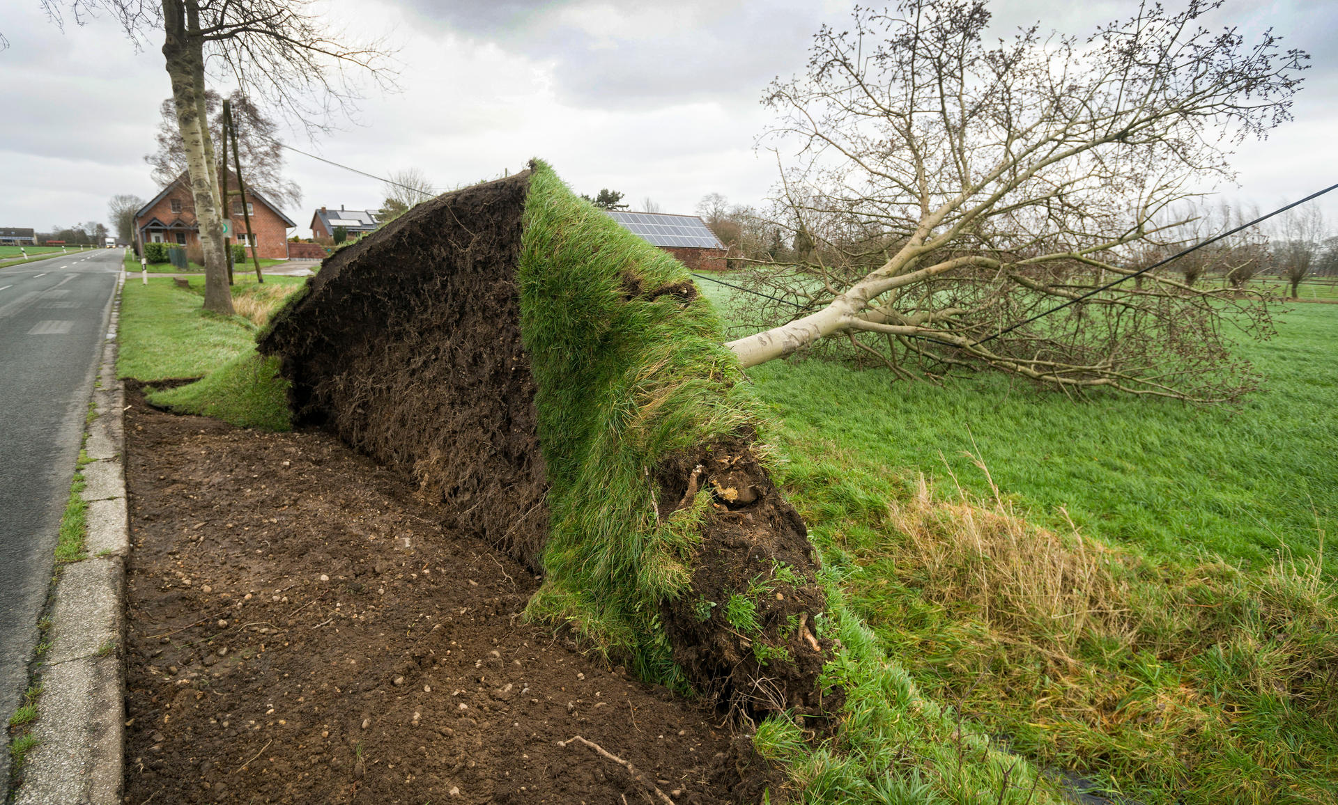 Ein umgestürzter Baum liegt in Alpen-Veen (Nordrhein-Westfalen) neben einer Landstrasse. 
