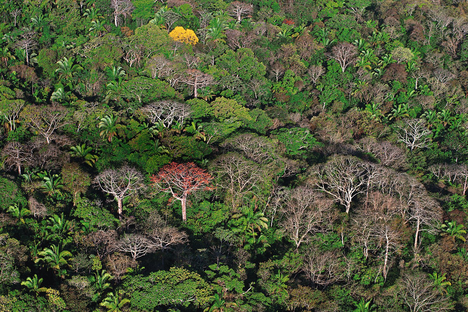 Gefährdete Vielfalt: Etwa 60.000 Quadratmeter Regenwald werden auf der Welt im Jahr zerstört. Dieses Bild zeigt den Regenwald in Panama, am Ende der Trockenperiode.