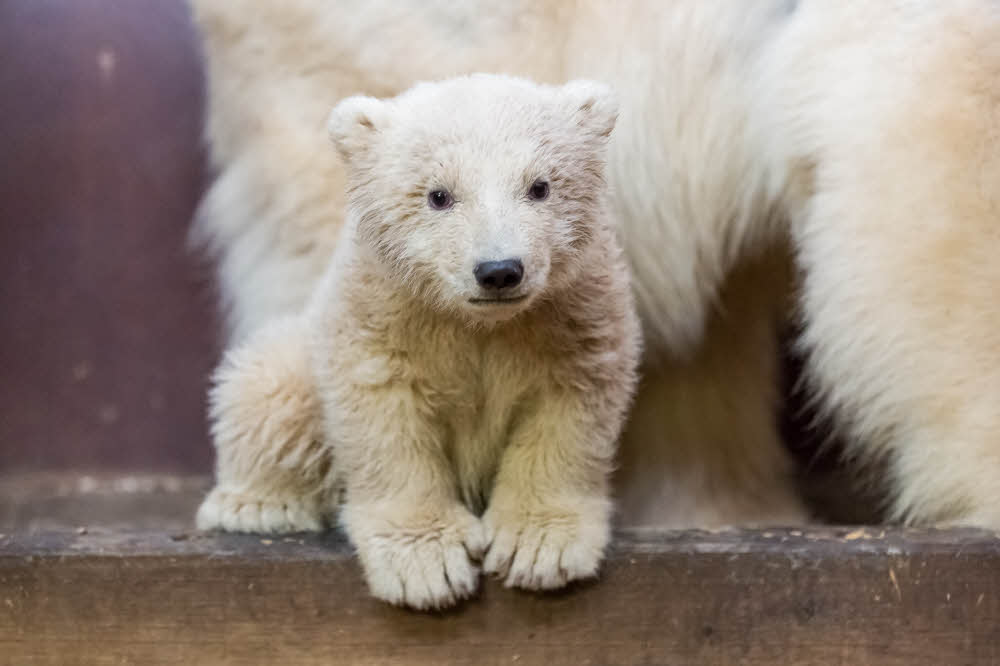 Eisbär-Jungtier Fritz: Das Tier starb mit vier Monaten.