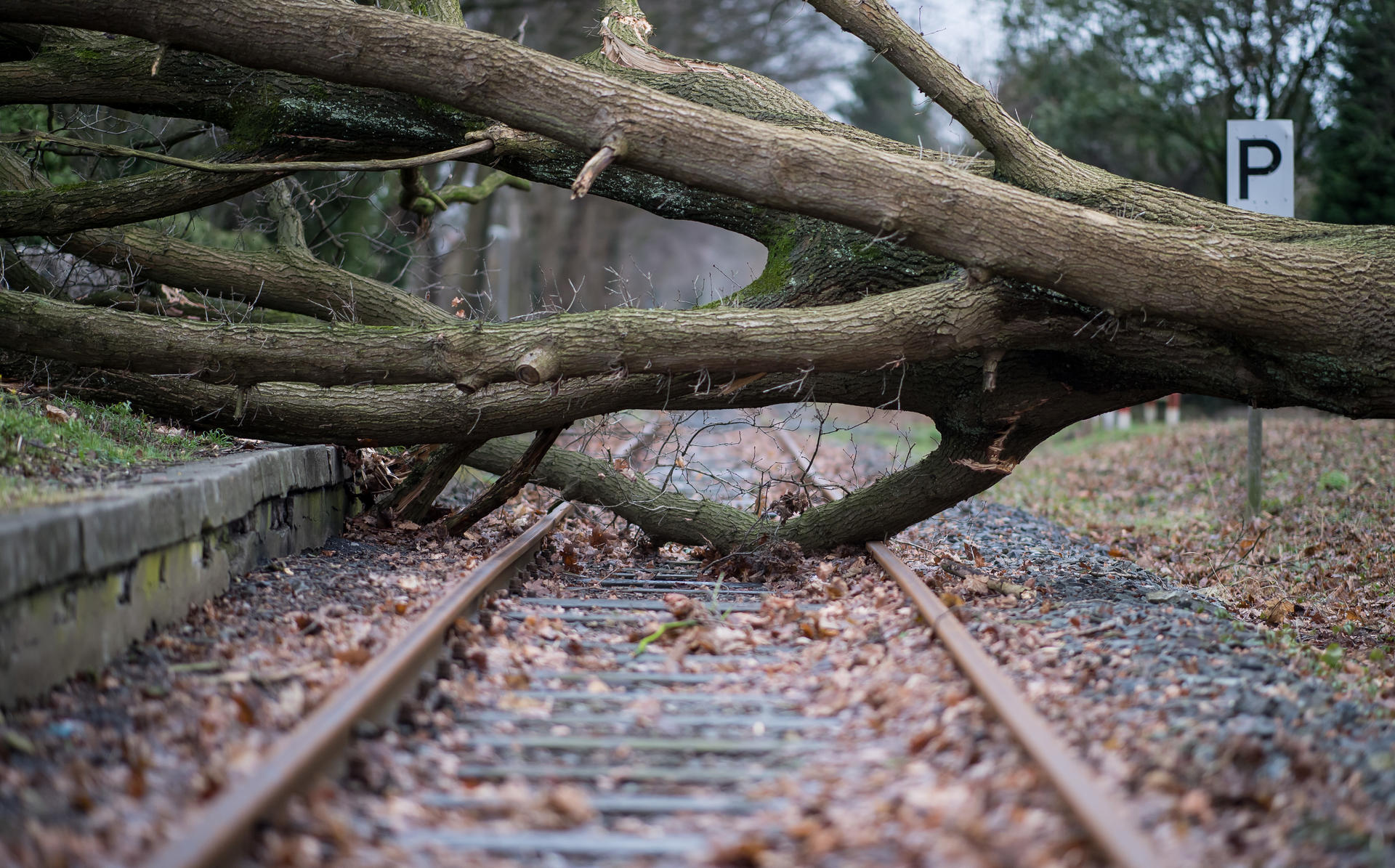 Auf den Gleisen im Stadtteil Münster - Gremmendorf (Nordrhein-Westfalen) liegt ein umgestürzter Baum. 