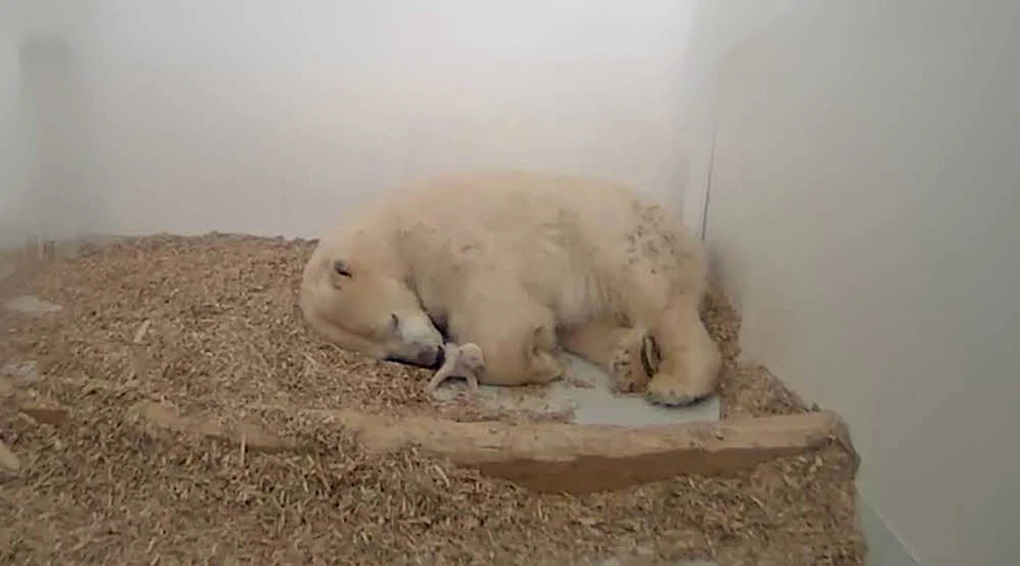 Traurige Nachricht aus dem Tierpark Berlin: Der kleine Eisbär ist gestorben.
