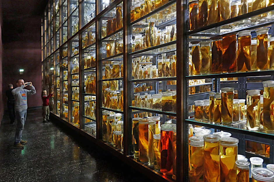 Die Nass-Sammlung im Naturkundemuseum.