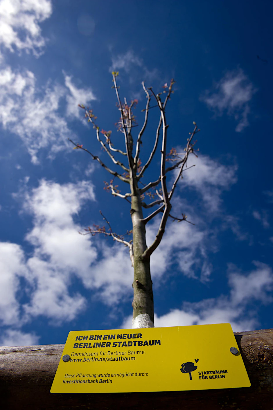 Vor einem Baum auf der Hellersdorfer Straße in Berlin ist ein Schild mit dem Schriftzug «Ich bin ein Berliner Stadtbaum» zu sehen.