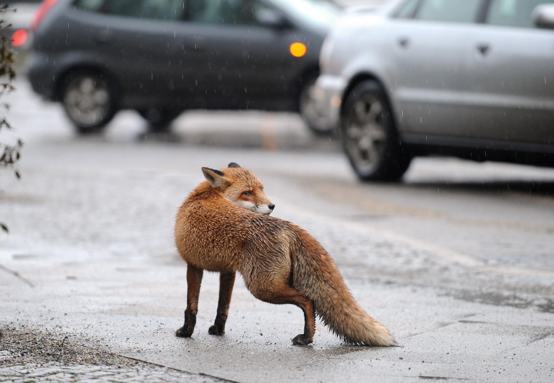 Immer gut gekleidet: Stadtfuchs im Regen am Mehringdamm.