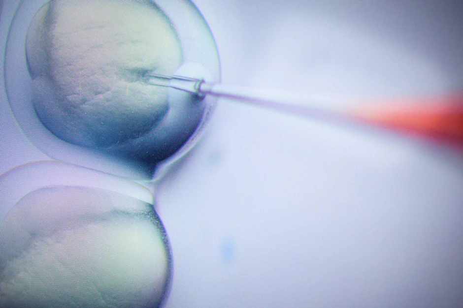 Ein Schritt des CRISPR/Cas9-Verfahrens ist in einem Labor am Max-Delbrück-Centrum für Molekulare Medizin in vielfacher Vergrößerung auf einem Monitor zu sehen.
