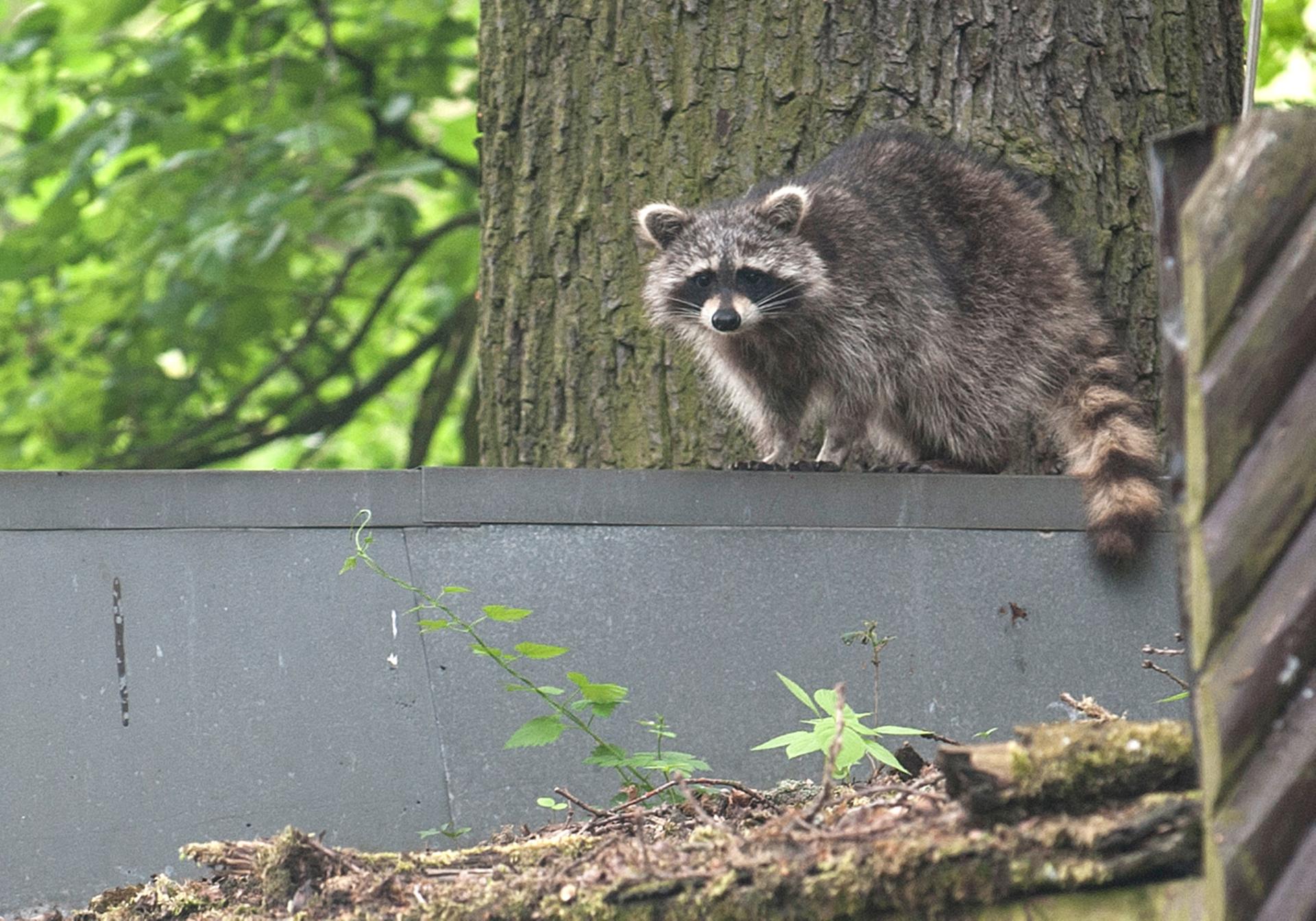 Vielleicht der erfolgreichste Einwanderer: Waschbär im Plänterwald.