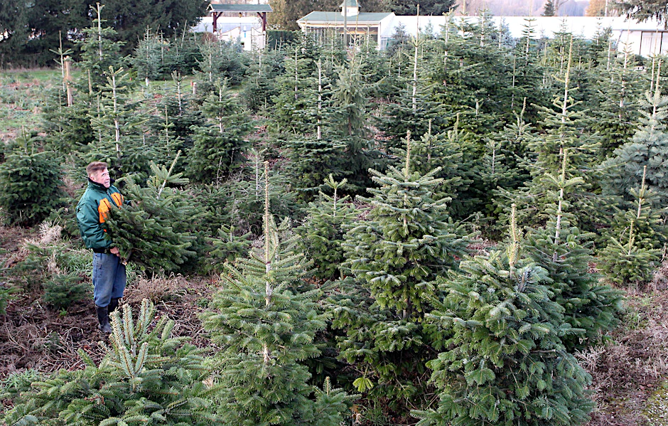 Wenige Wochen vor dem Fest laufen auf den Weihnachtsbaum-Plantagen die Vorbereitungen. 