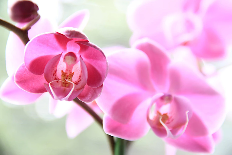 Orchideen Blüte. Symbolbild.