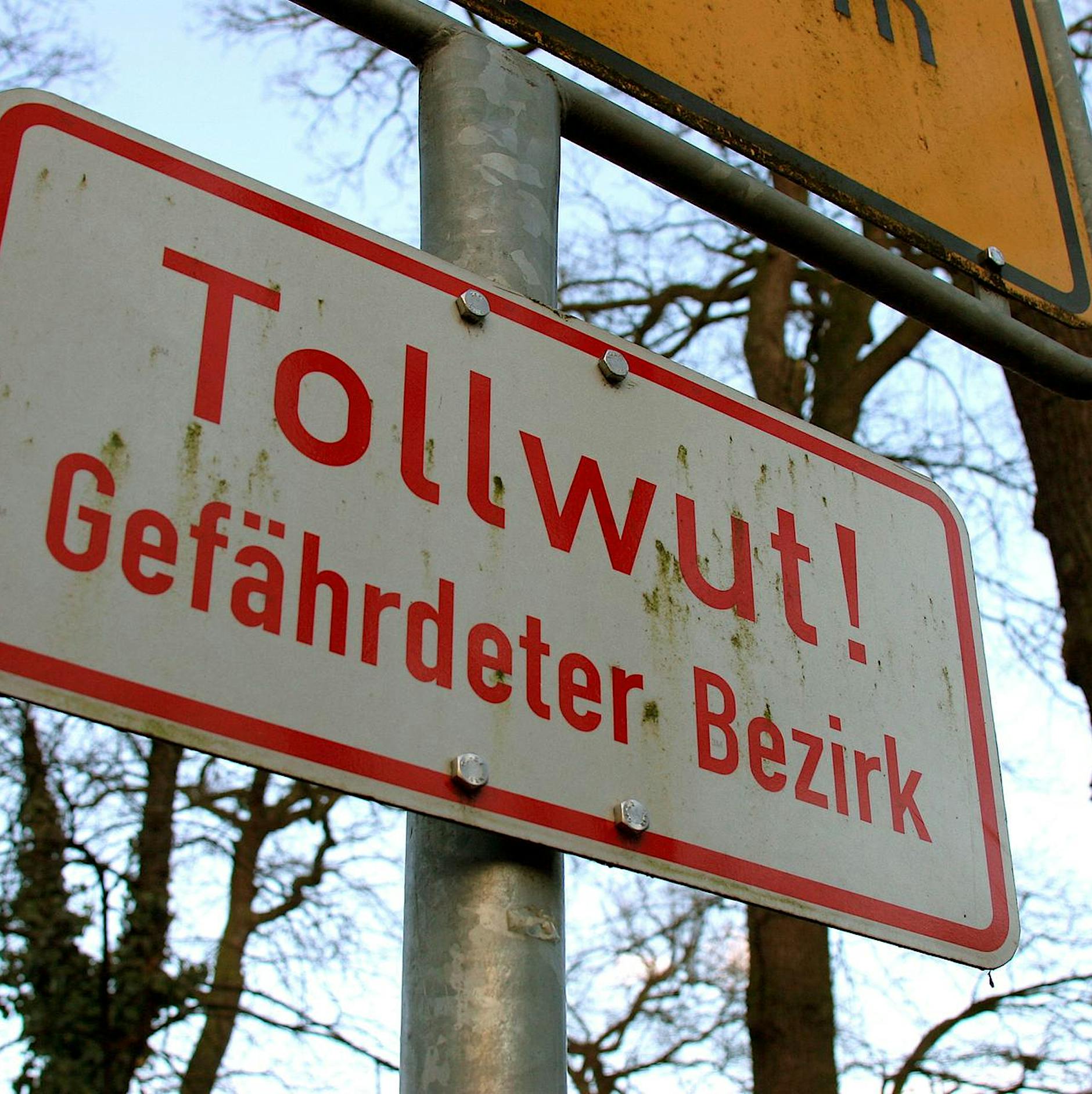 Wie im Tatort: Verläuft eine Tollwut-Erkrankung immer tödlich?