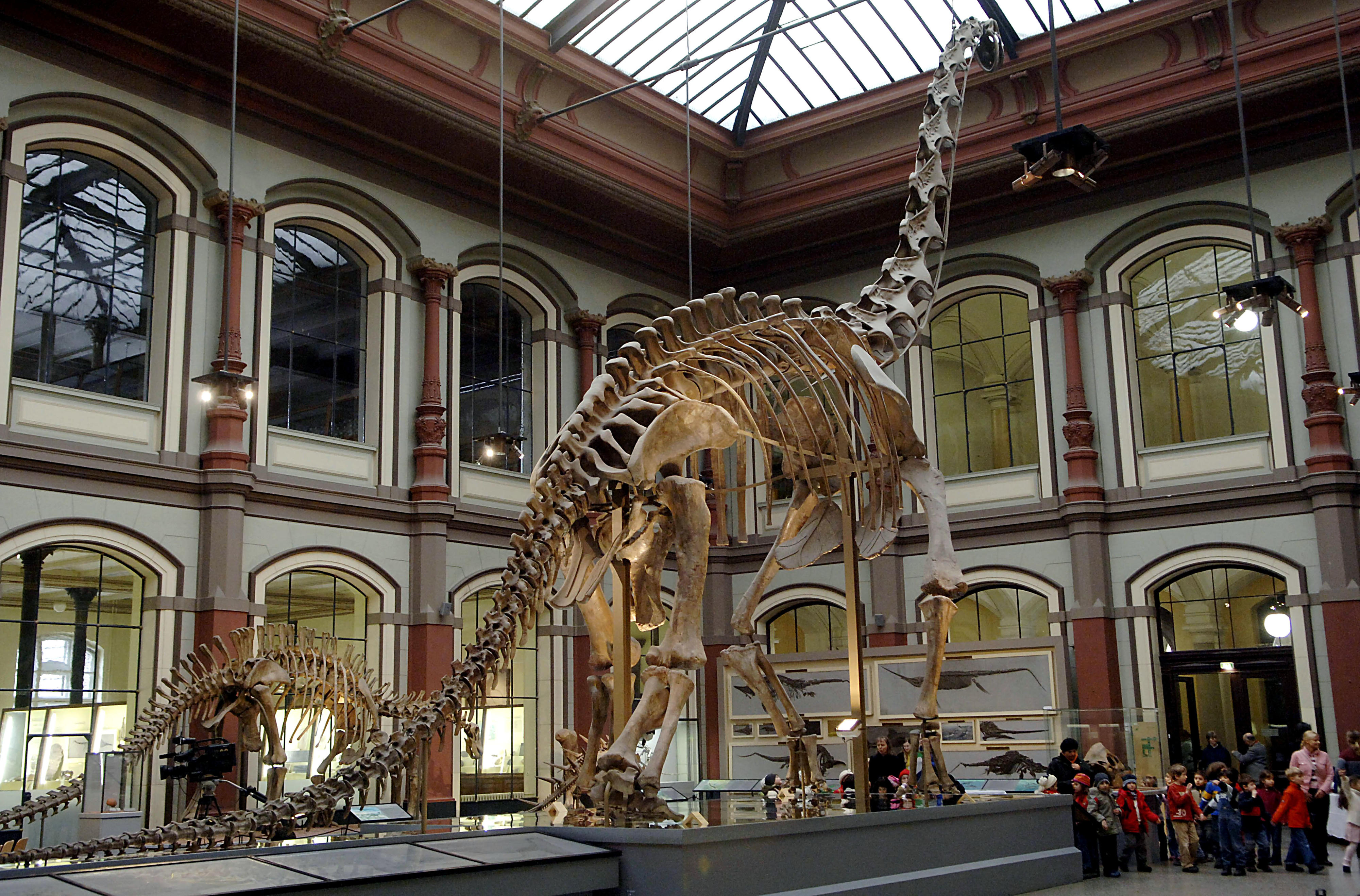 Das Skelett des Brachiosaurus das weltweit höchst ausgestellte Dinosaurierskelett und steht im Sauriersaal des Naturkundemuseums.