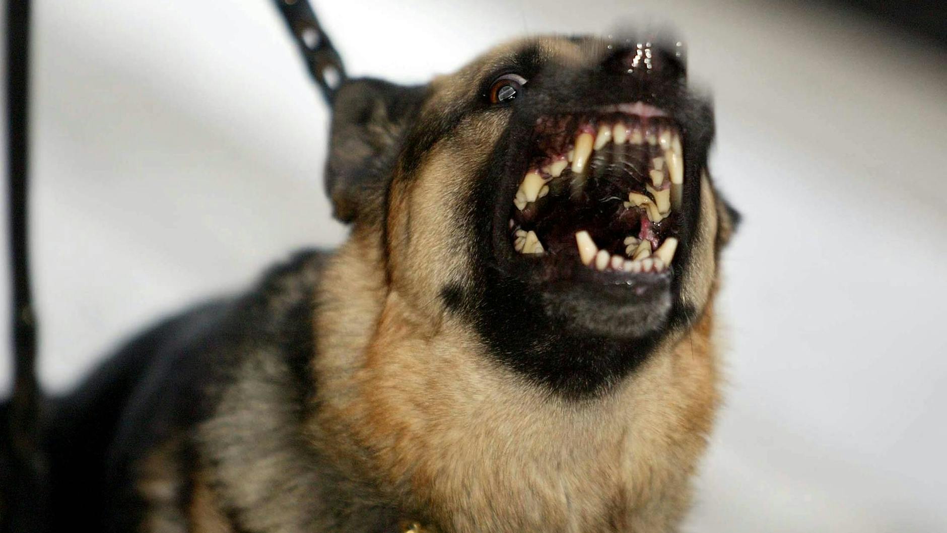 Ein Schäferhund als Waffe: Das kommt selten vor. Eher passiert es, dass Schäferhunde zuschnappen.