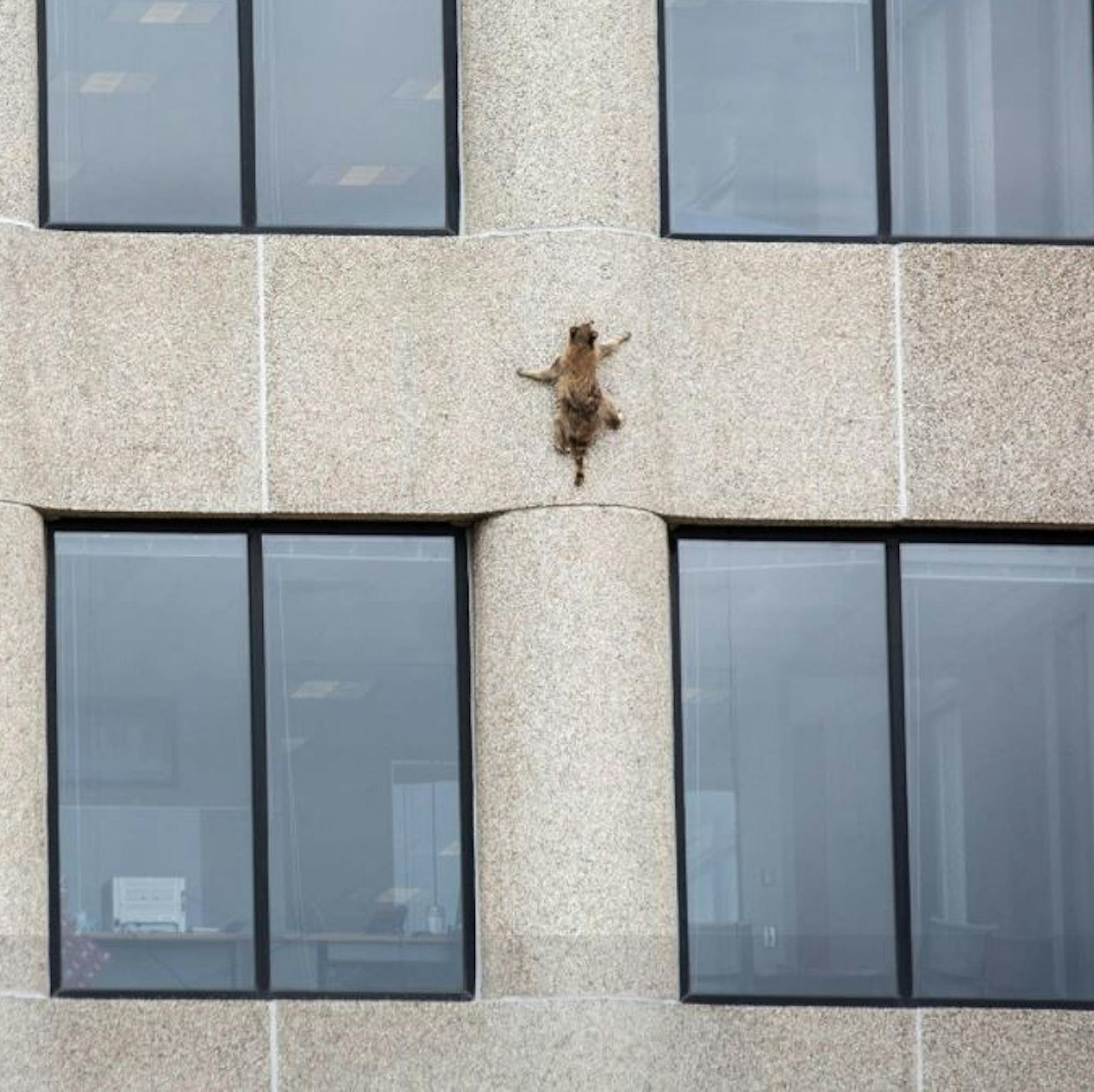 Image - Waschbär #mprraccoo erklimmt Hochhaus in Minnesota und die ganze Welt schaut zu