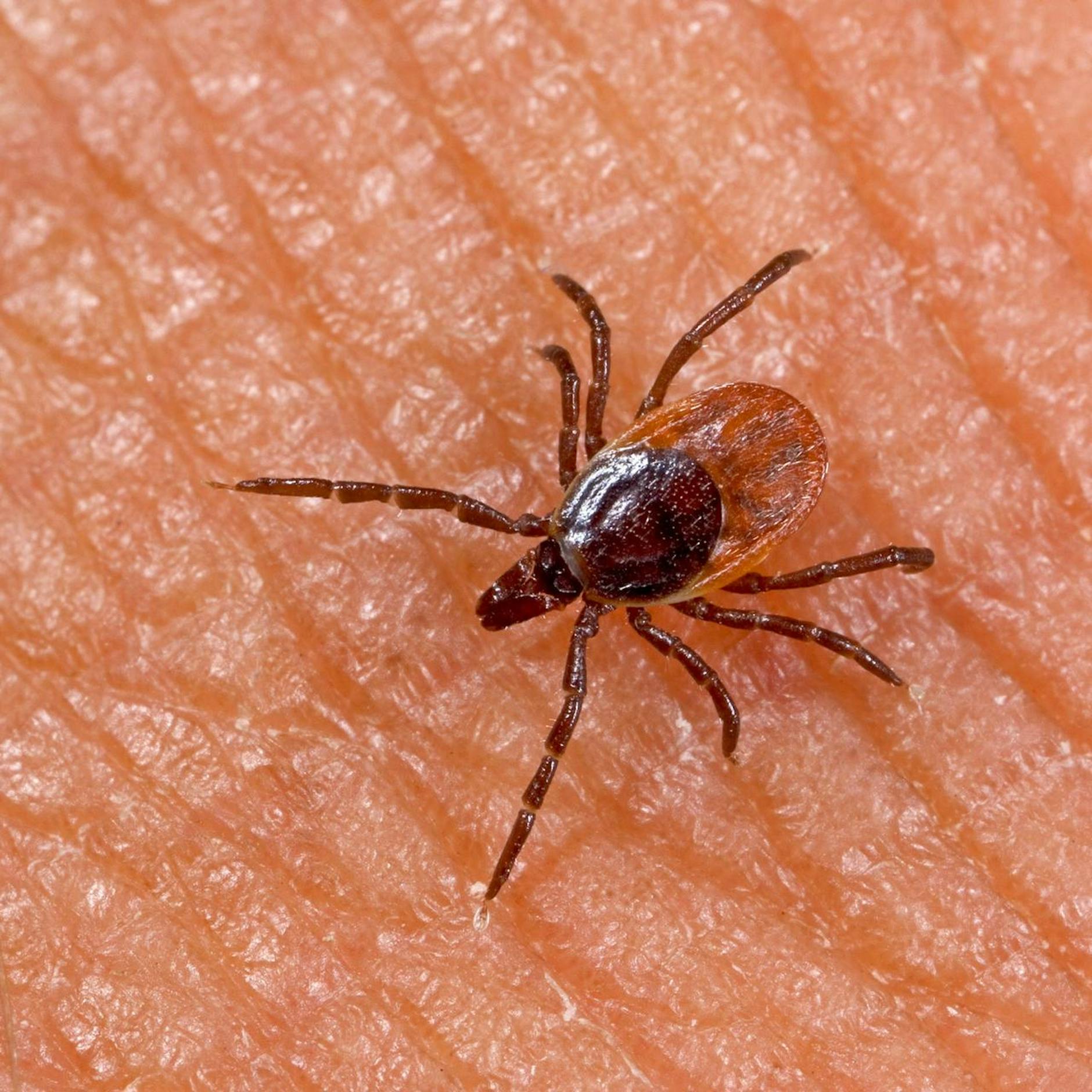 Image - Borreliose durch Zecken: Impfstoff VLA15 in Prüfung