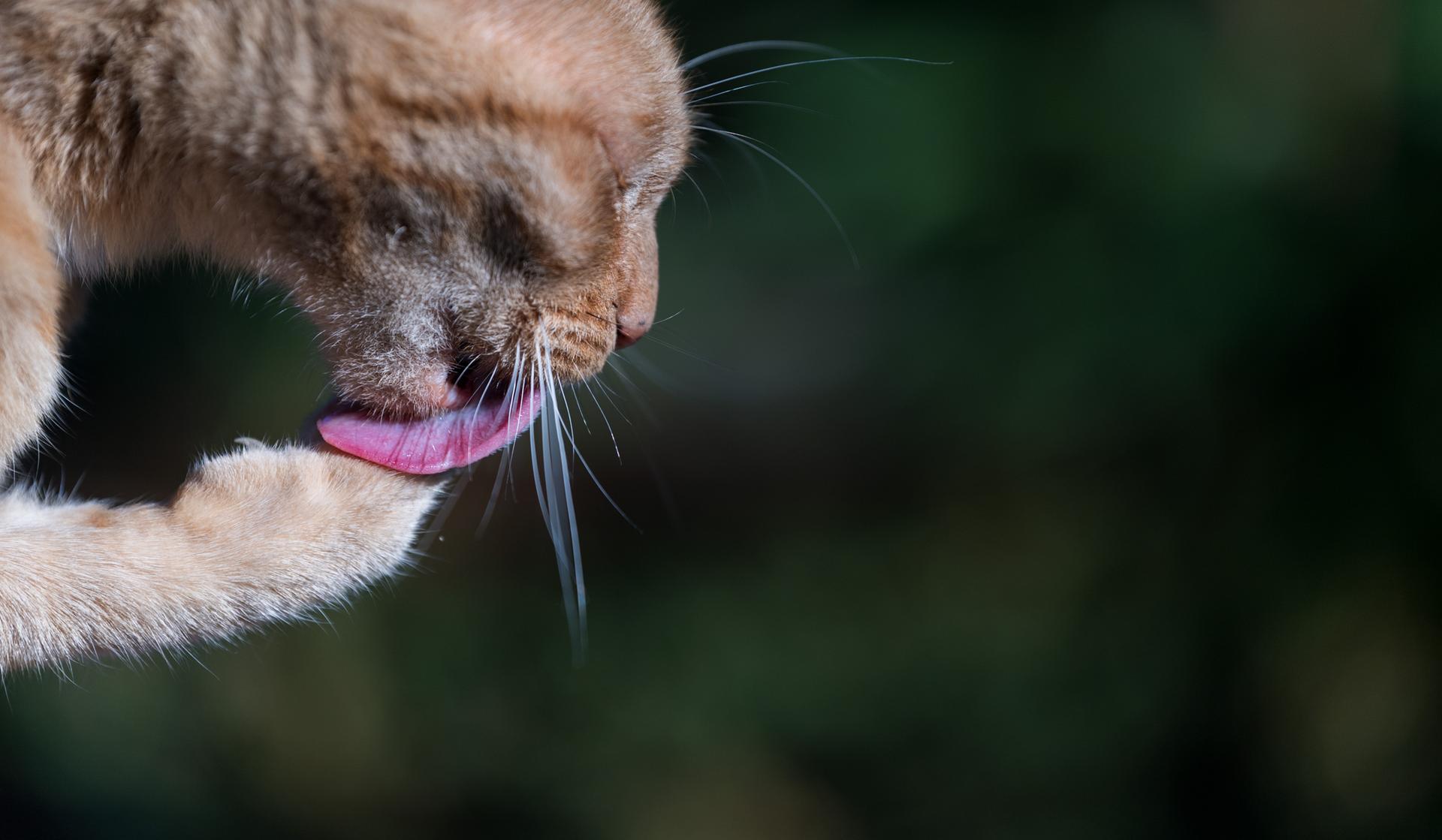 Kater Mio putzt sich.