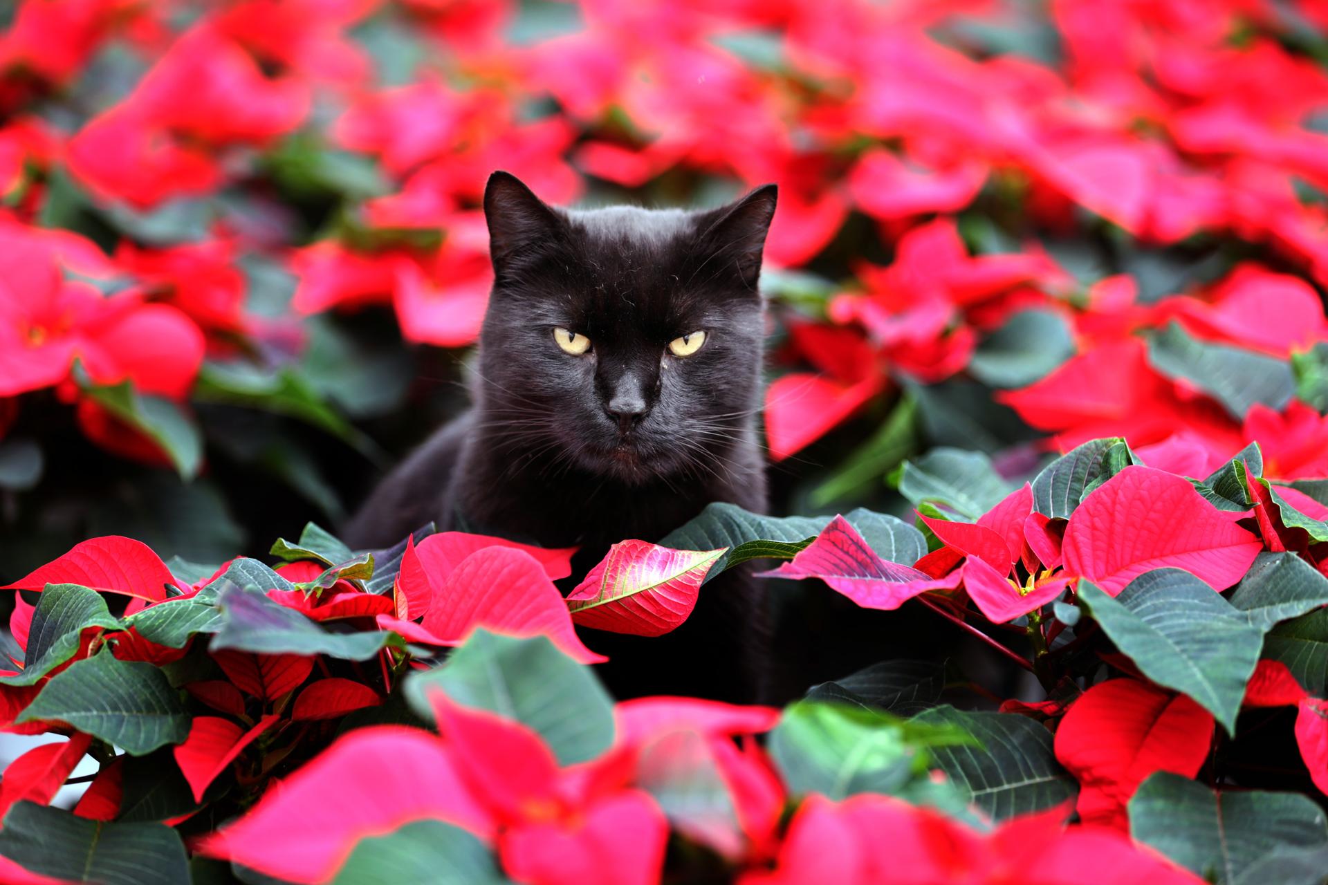 Kater Elmo mag Blumen.