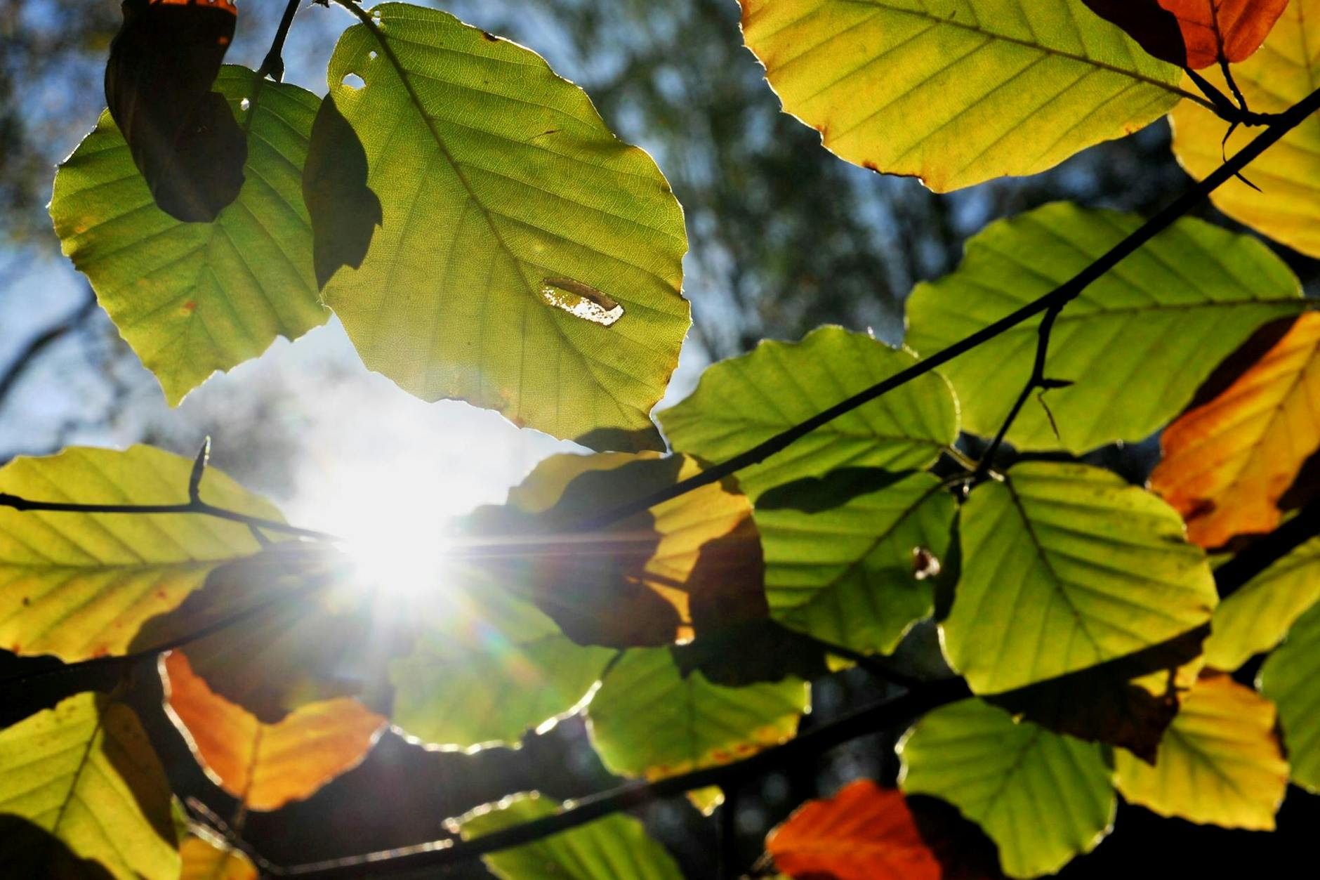 Sonne scheint durch Blätter in Berlin.