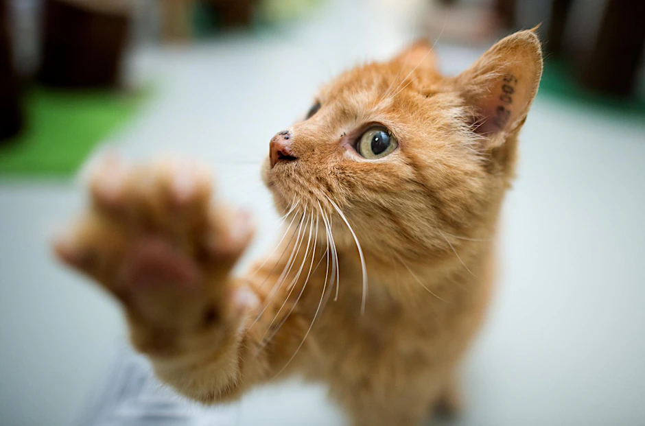 Am 8- August ist Weltkatzentag.