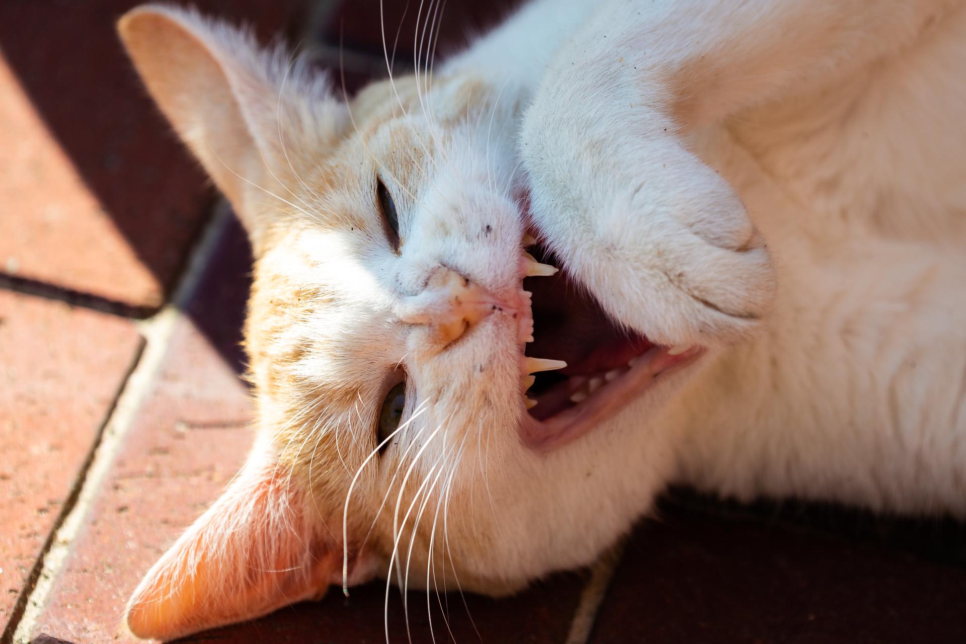 Die Angst vor Katzen nennt man Ailurophobie.