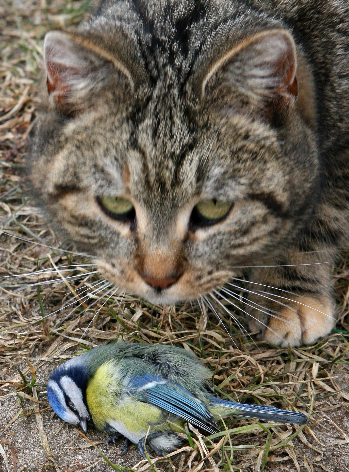 Diese Katze hat eine Meise gefangen.