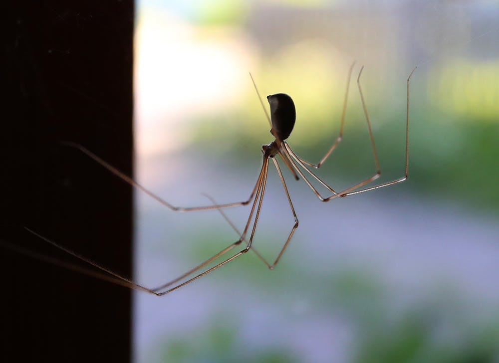 Unbeliebt, aber sicher kein Feind: Spinnen fangen und fressen viele andere Insekten im Haus.