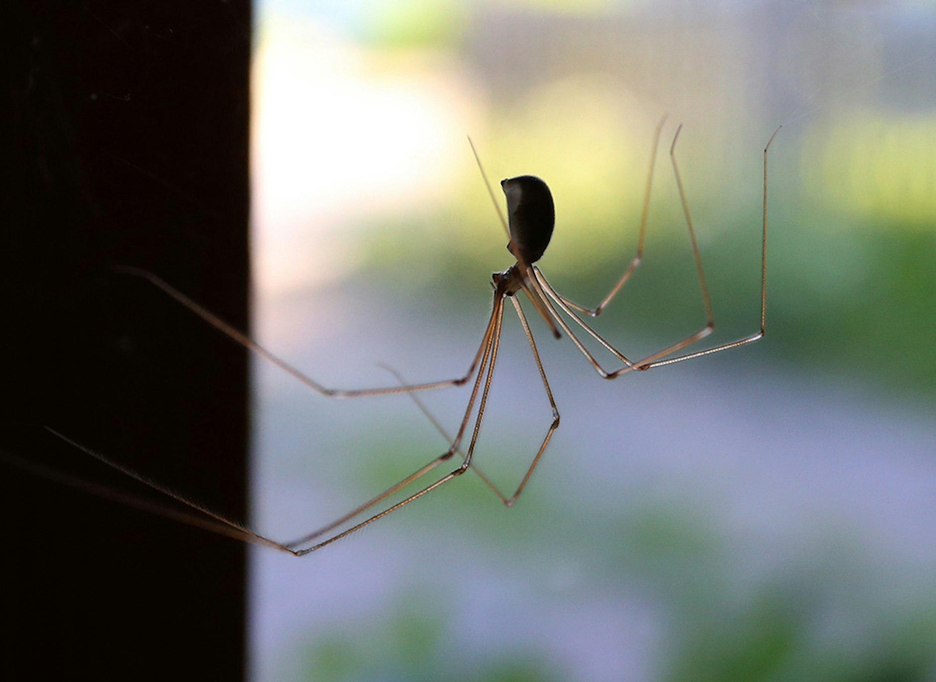 Unbeliebt, aber sicher kein Feind: Spinnen fangen und fressen viele andere Insekten im Haus. 