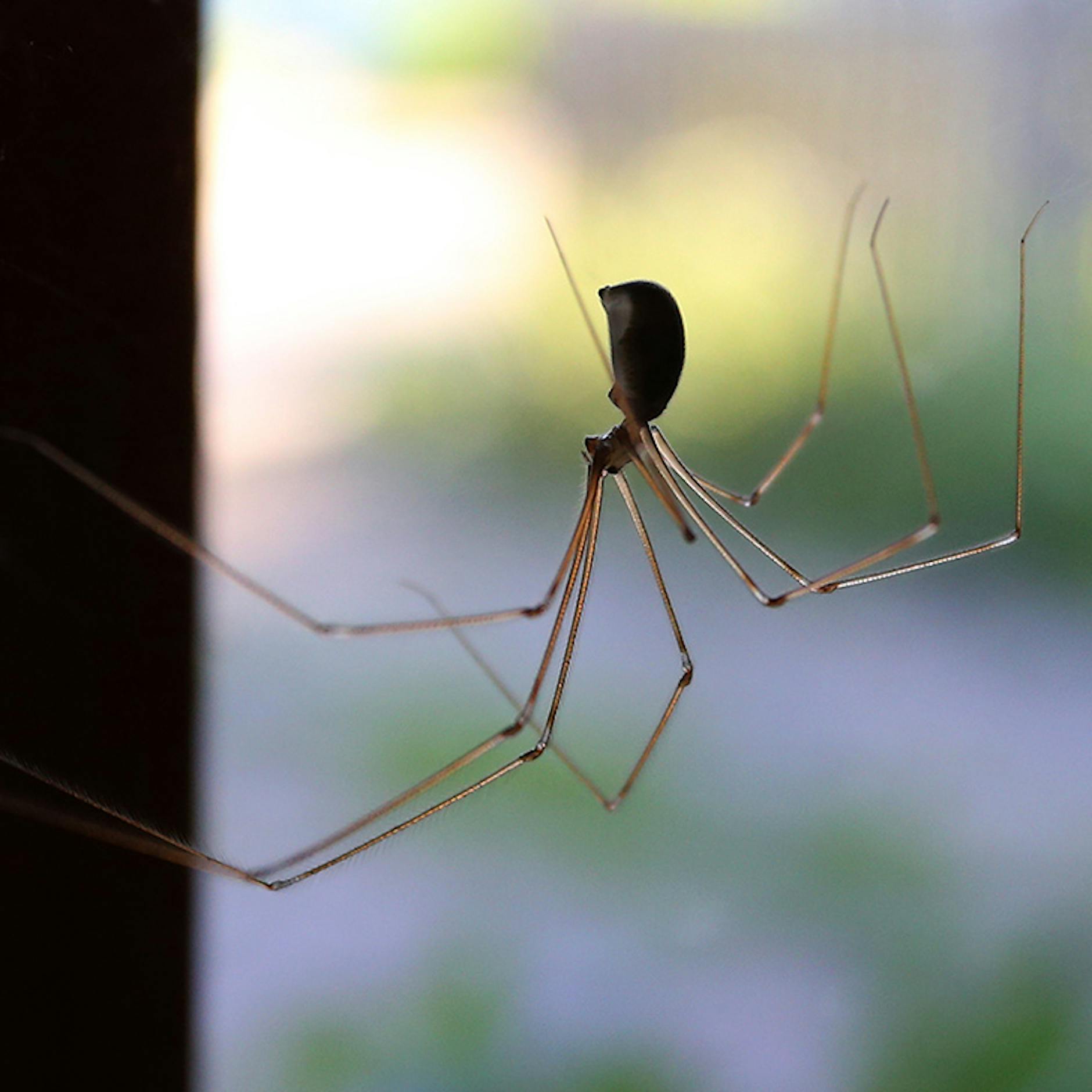 Jetzt krabbeln Spinnen, Motten und Schaben ins Warme: Welche Insekten im Haus schaden und welche nützlich sind