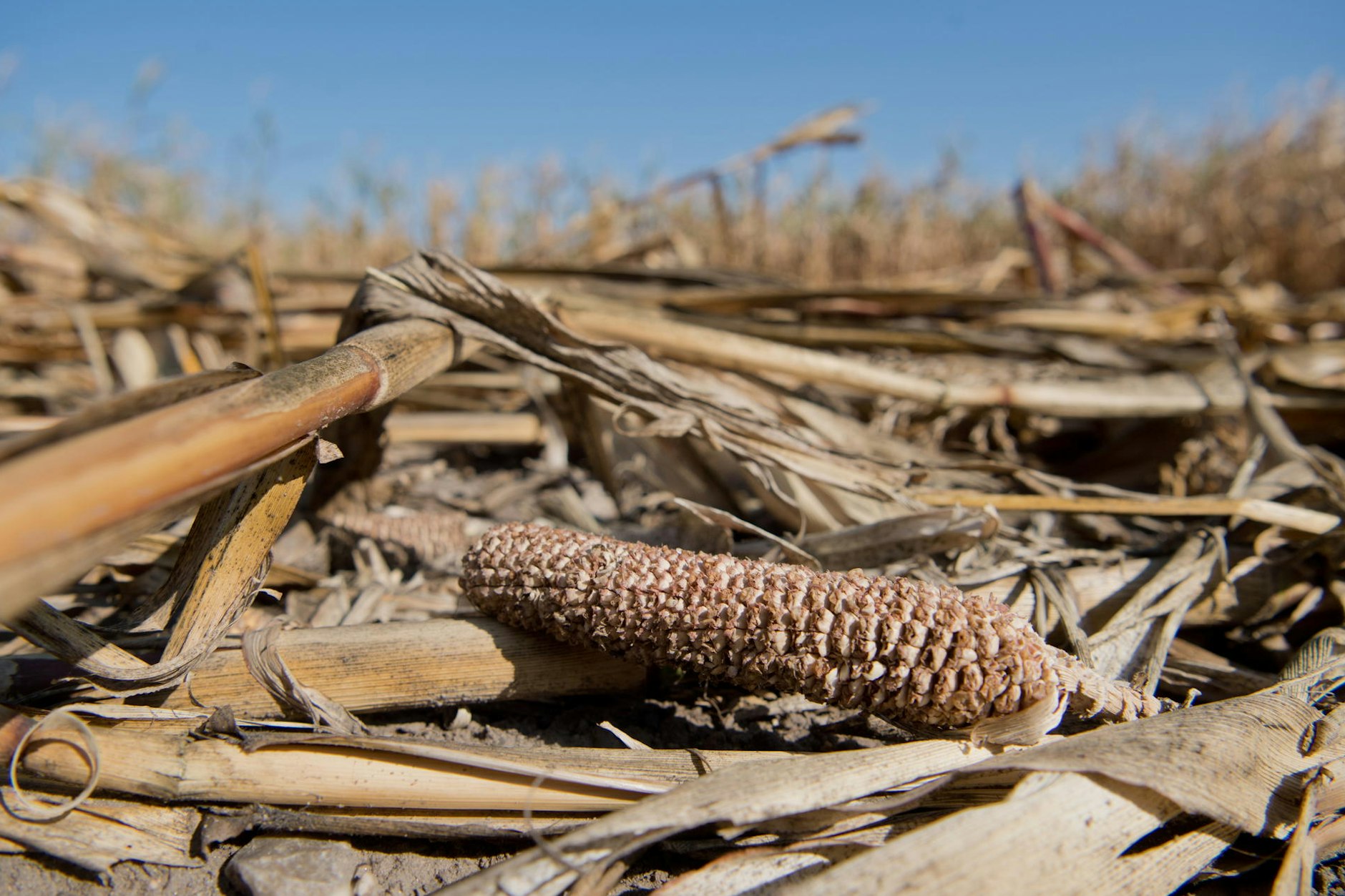 Verdörrte Felder, vernichtete Ernte: Viele Landwirte werden in diesem Jahr an den Folgen der monatelangen Dürre zu leiden haben.